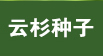 云杉种子